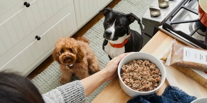 Dog Food Branding How Companies Differentiate Their Products in a Saturated Market The Branding Journal