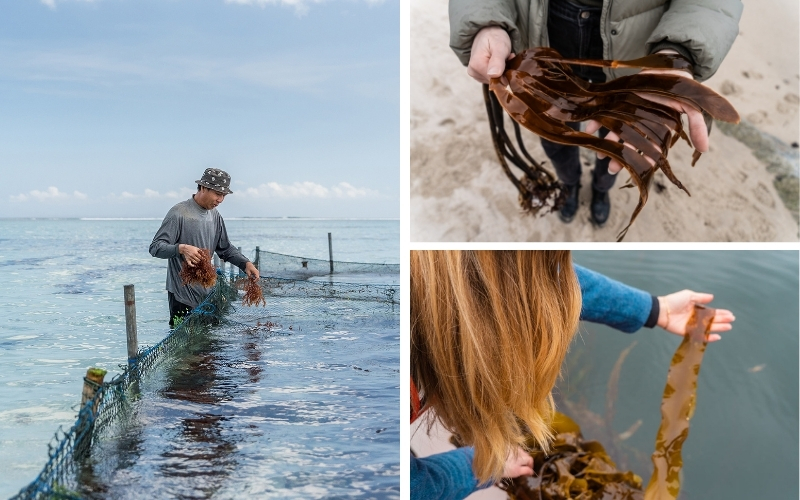 Image of seaweed farms